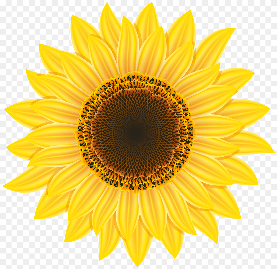 Sunflower, Flower, Plant Png