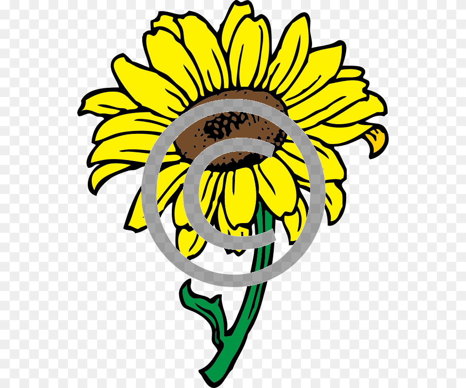 Sunflower, Daisy, Flower, Plant Free Transparent Png