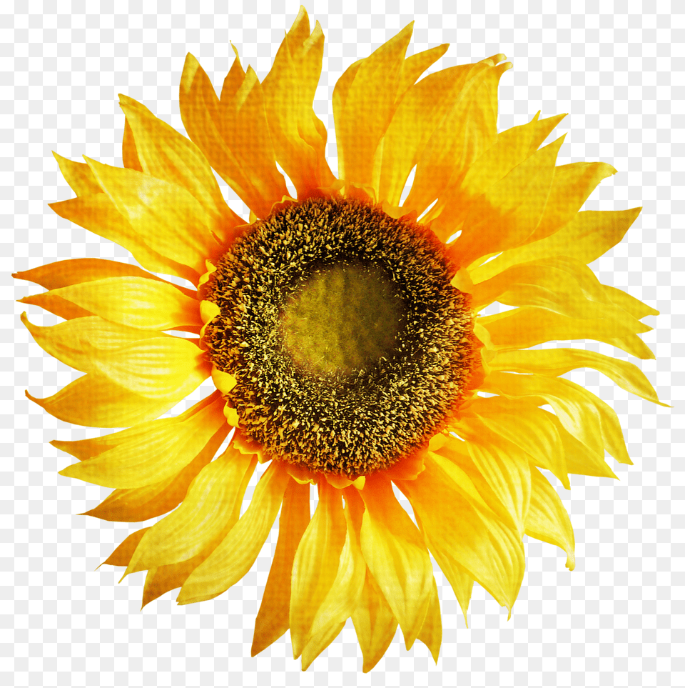 Sunflower Png Image