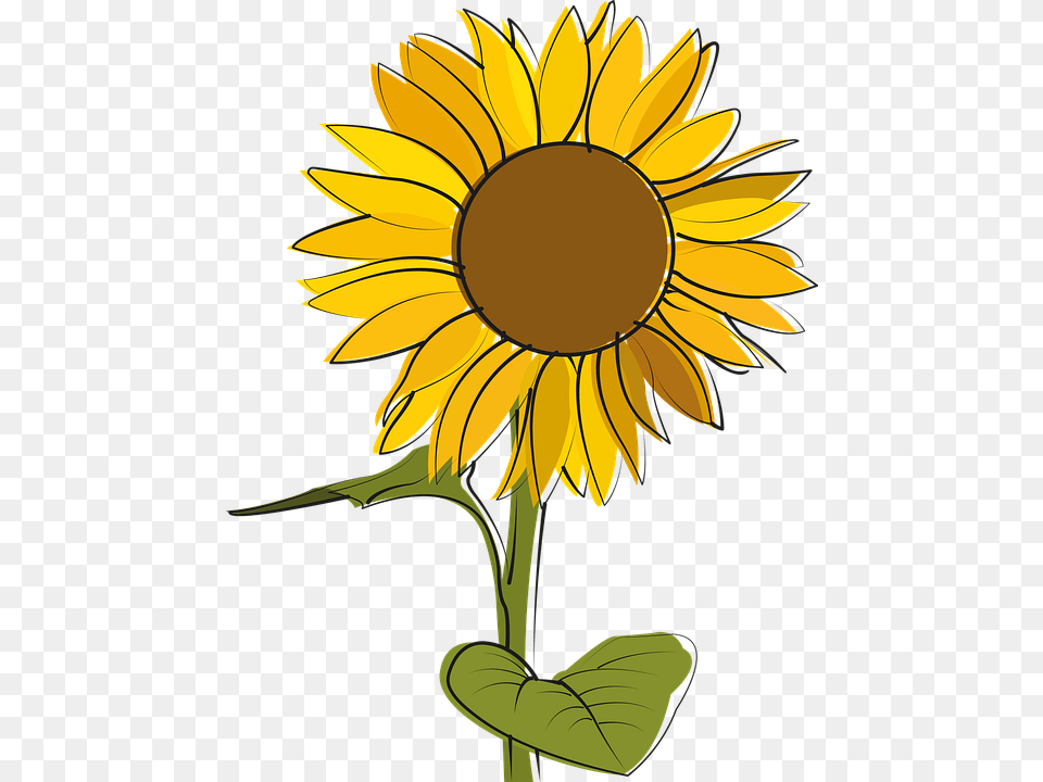 Sunflower, Flower, Plant, Daisy Free Png