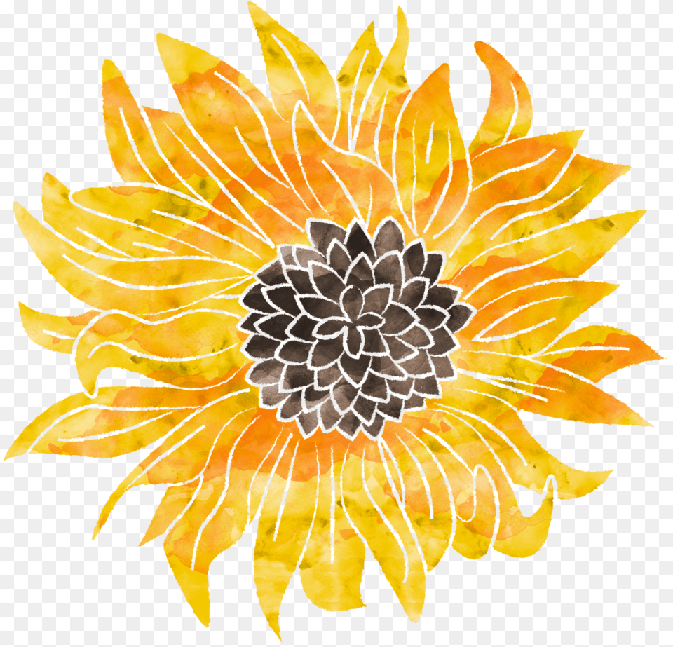 Sunflower, Flower, Plant, Petal, Dahlia Free Png Download