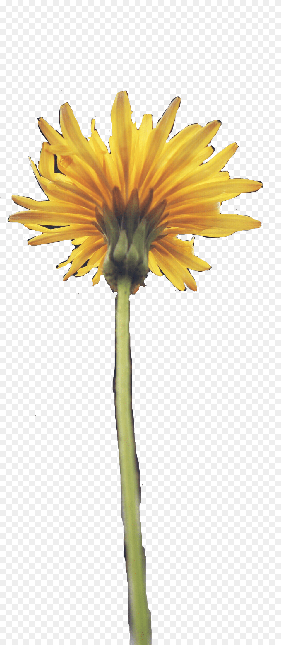 Sunflower, Daisy, Flower, Petal, Plant Free Png