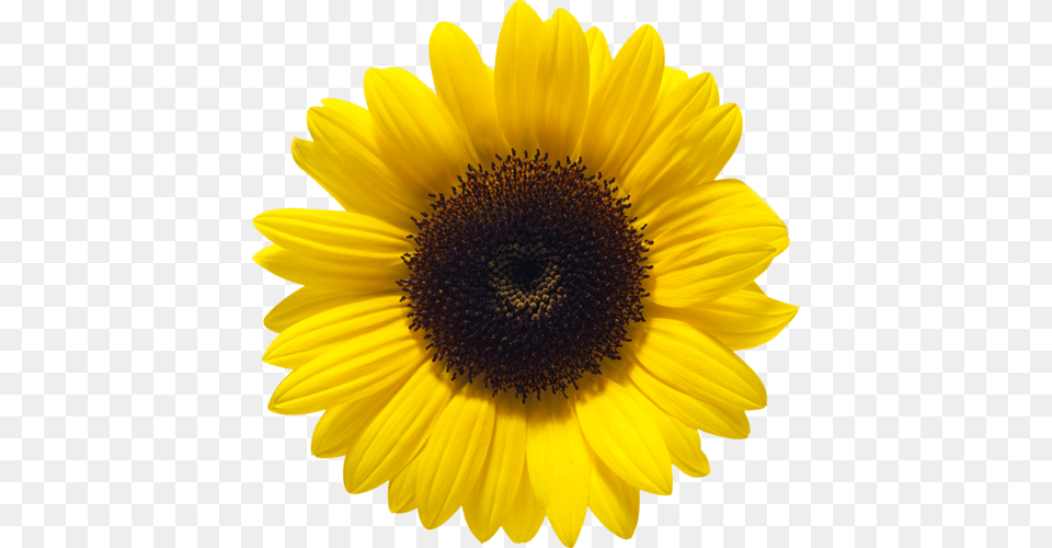 Sunflower, Daisy, Flower, Plant Free Transparent Png