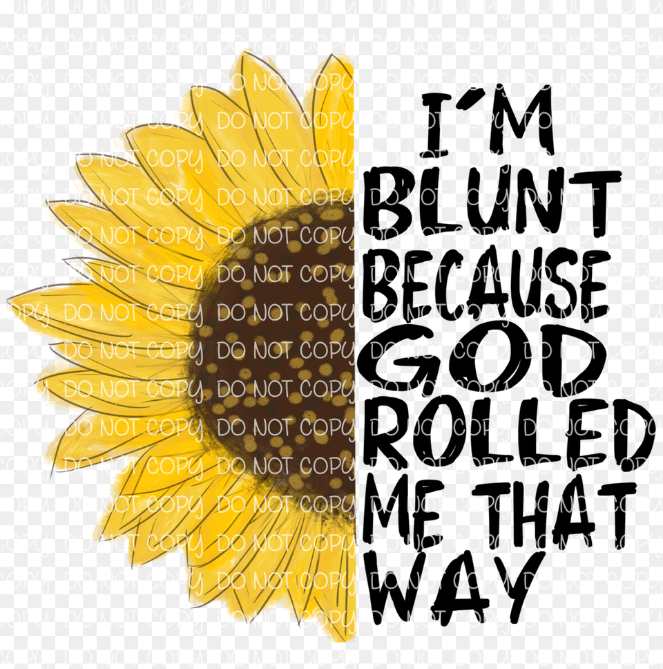 Sunflower, Flower, Petal, Plant, Daisy Png Image