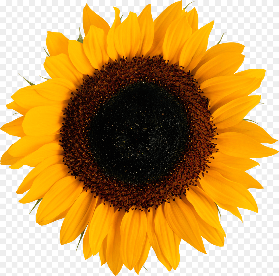 Sunflower, Brush, Device, Tool Free Png