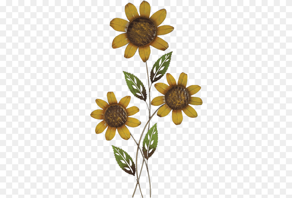 Sunflower, Daisy, Flower, Plant, Petal Free Transparent Png