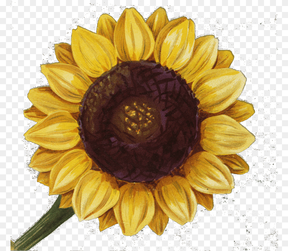 Sunflower, Flower, Plant, Dahlia, Daisy Png Image
