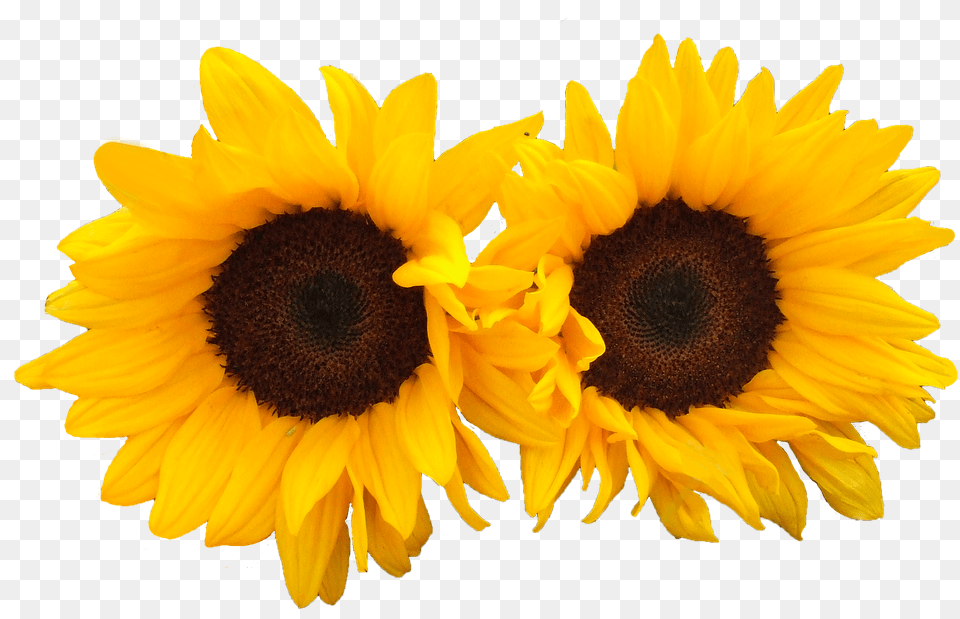 Sunflower Flower, Plant Png Image