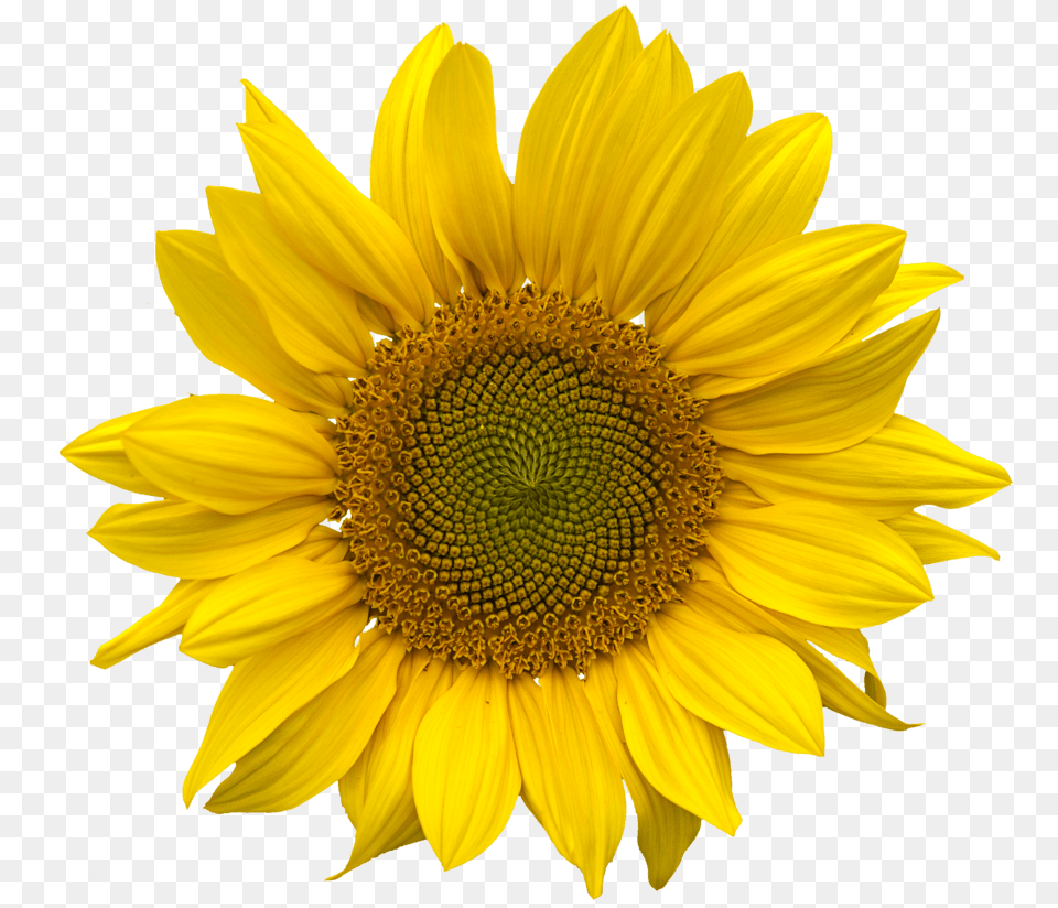 Sunflower, Flower, Plant Free Png Download