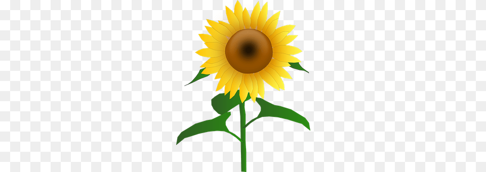 Sunflower Flower, Plant, Person Png