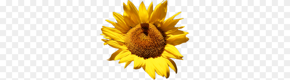 Sunflower, Flower, Plant Png Image