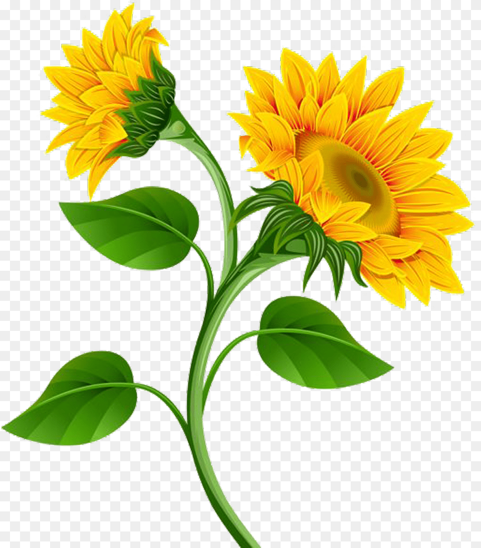 Sunflower, Flower, Plant, Leaf Free Transparent Png