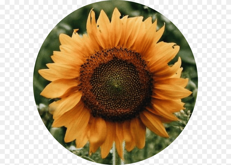 Sunflower, Flower, Plant, Photography Free Transparent Png