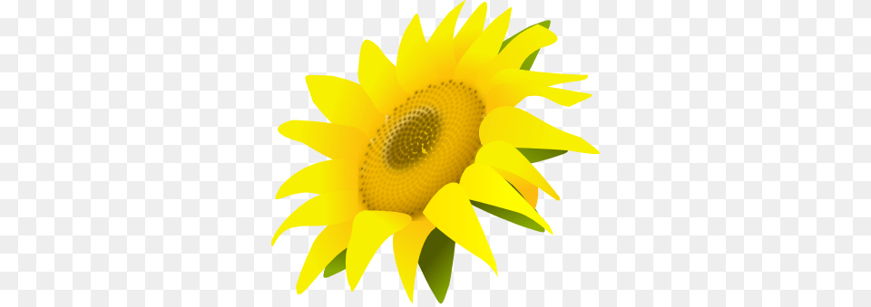 Sunflower, Flower, Plant Png Image