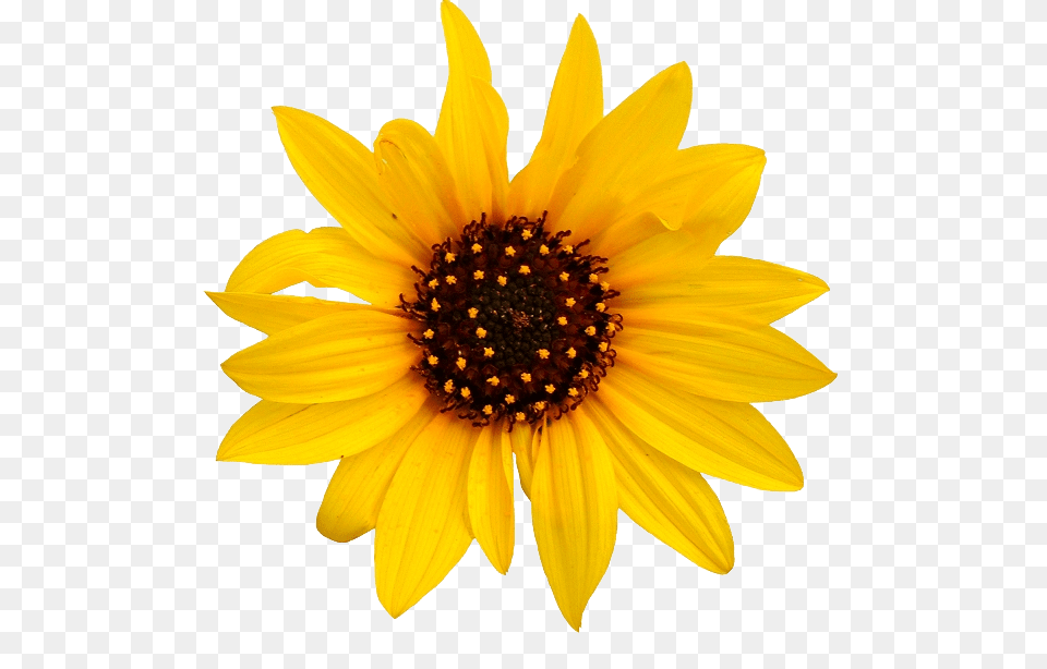 Sunflower, Flower, Plant, Daisy Free Png