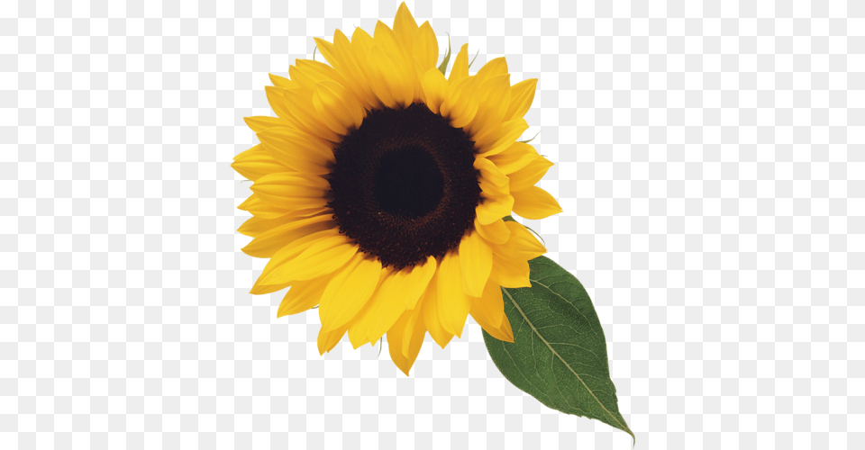 Sunflower, Flower, Plant Free Png