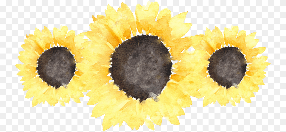 Sunflower, Flower, Plant Free Png Download