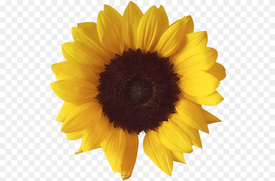 Sunflower, Flower, Plant, Daisy Png Image
