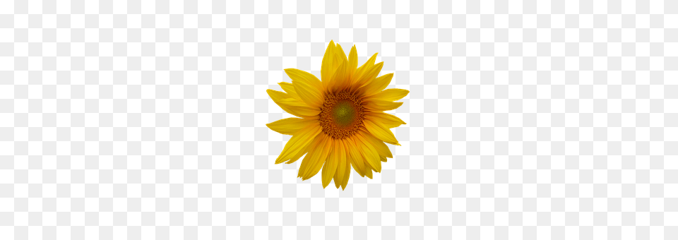 Sunflower Daisy, Flower, Plant Png