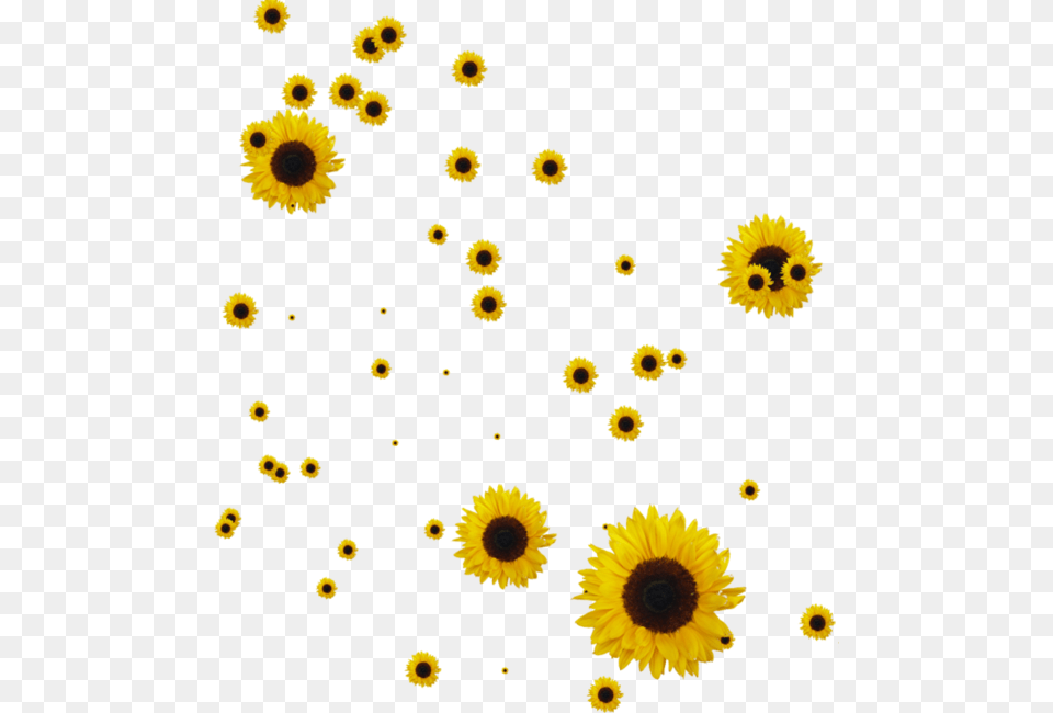 Sunflower, Flower, Plant, Daisy, Petal Png
