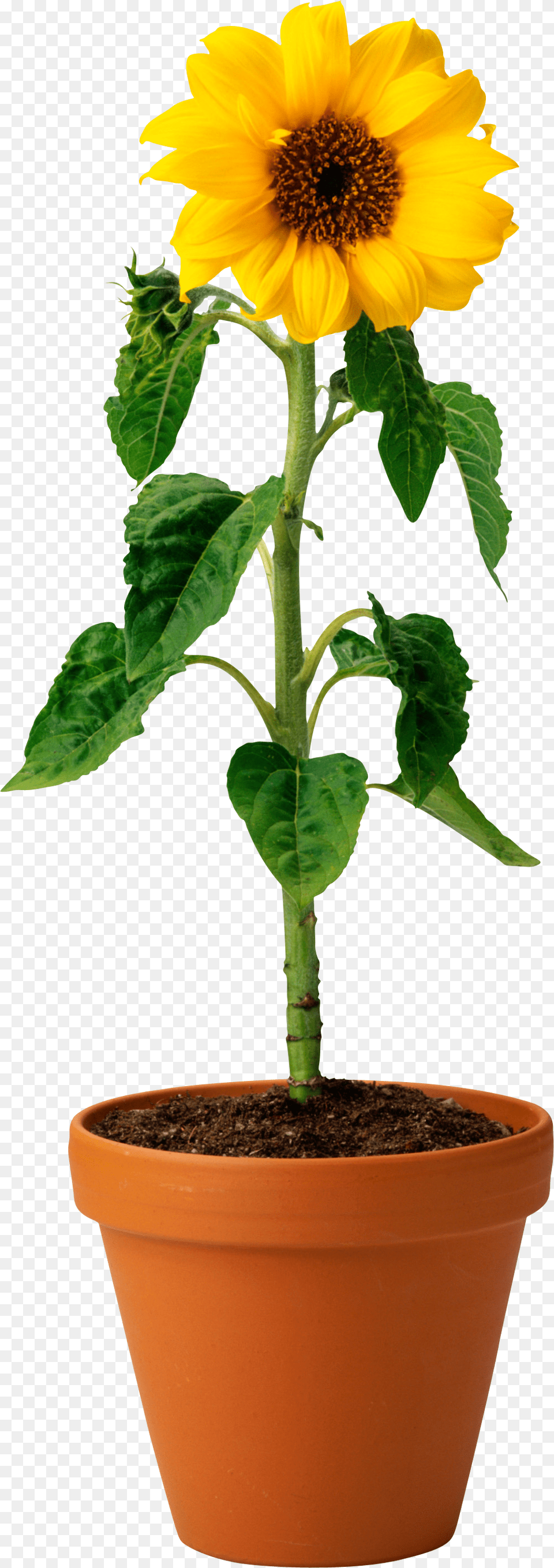 Sunflower, Flower, Plant, Potted Plant, Leaf Free Png