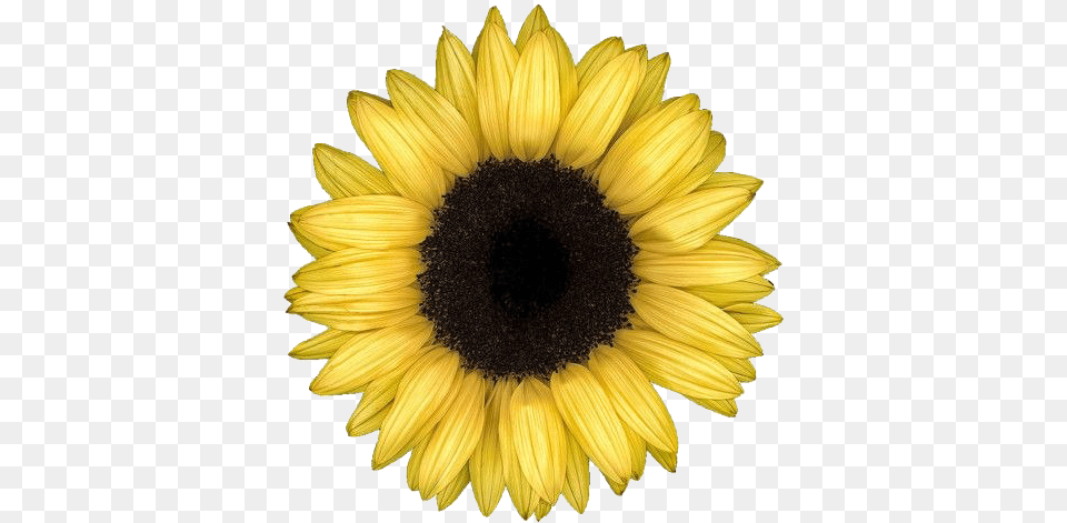 Sunflower Aesthetic Aesthetic Sunflower, Daisy, Flower, Plant Free Png Download