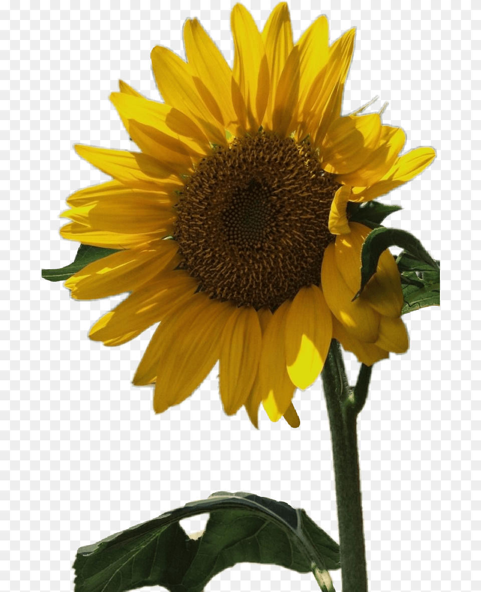 Sunflower Aesthetic Tumblr Yellow Flower Floral Yellow, Plant Png