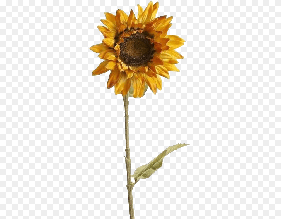 Sunflower Aesthetic Yellow Tumblr Arthoe Pngsticker Transparent Background Aesthetic Sunflower, Flower, Plant, Petal Png