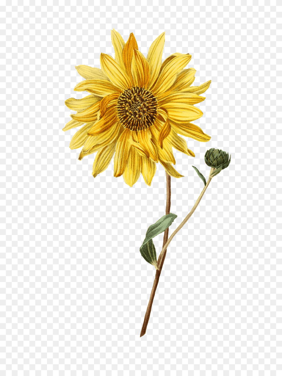 Sunflower And Bud, Flower, Plant, Daisy Free Transparent Png