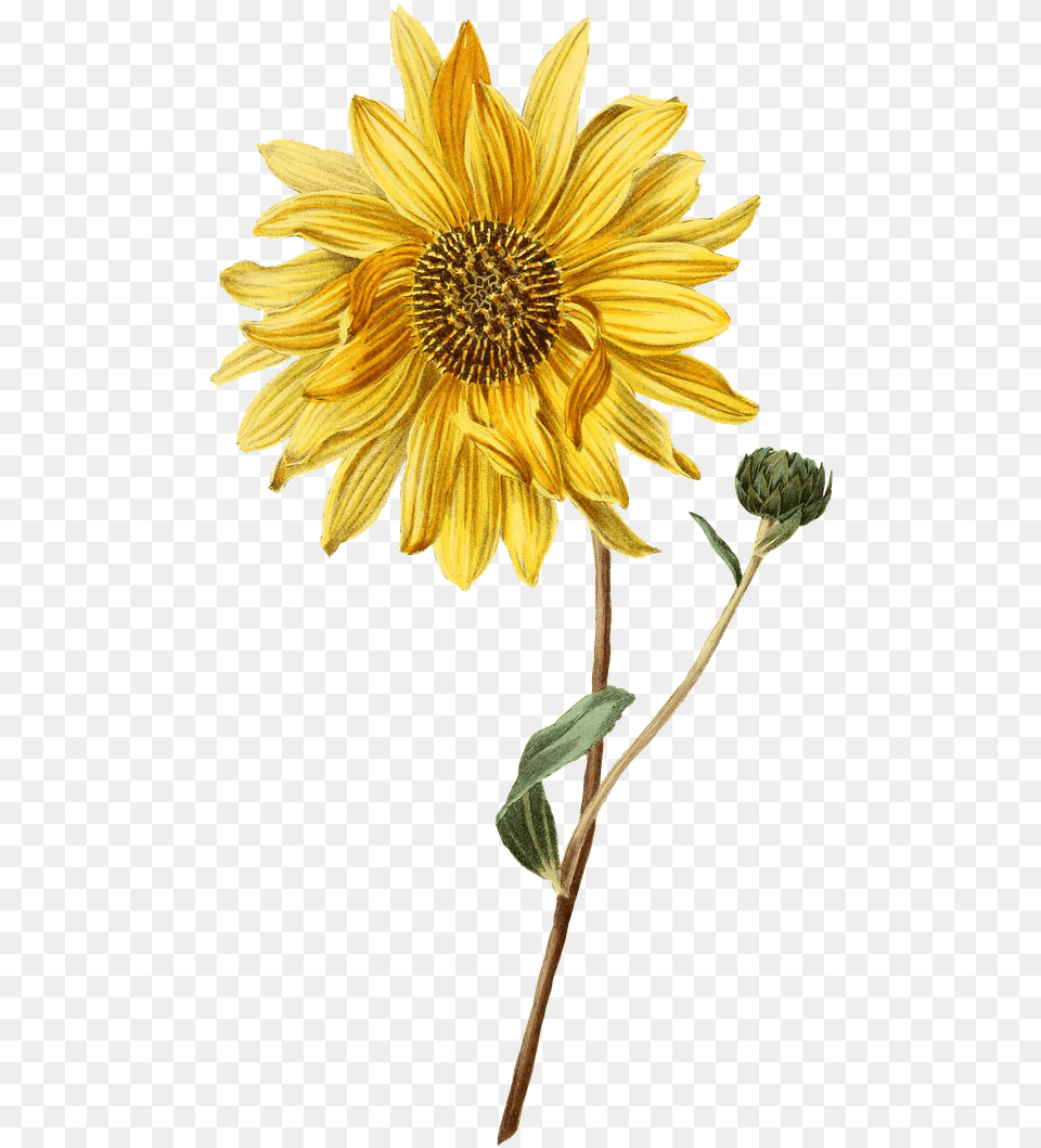 Sunflower And Bud Transparent Stickpng Simple Sunflower Watercolor Painting, Flower, Plant, Daisy Png