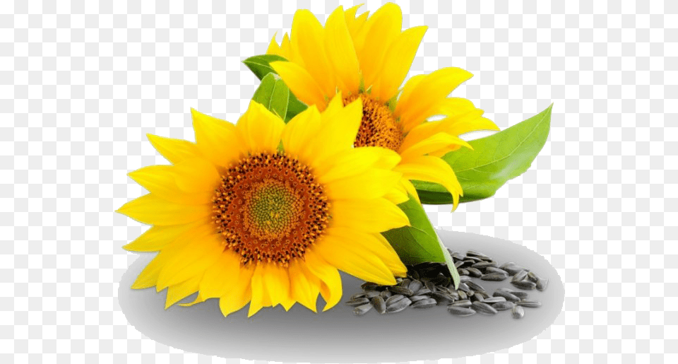 Sunflower And Oil, Flower, Plant Free Png