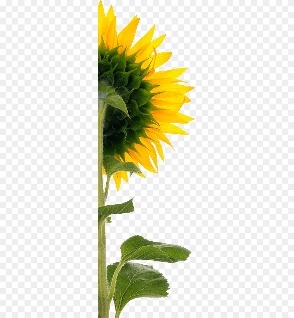Sunflower Back Of Sunflower, Flower, Plant, Leaf Png Image
