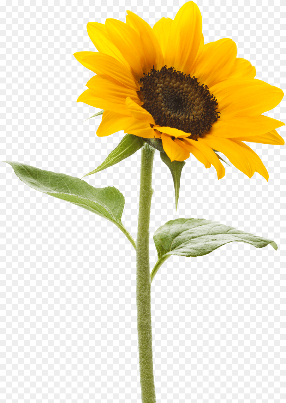 Sunflower Background Background Sunflower, Flower, Plant Free Png Download