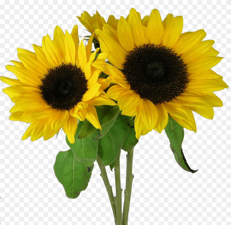 Sunflower Background Image Clear Background Sunflower Clipart, Flower, Plant Free Png