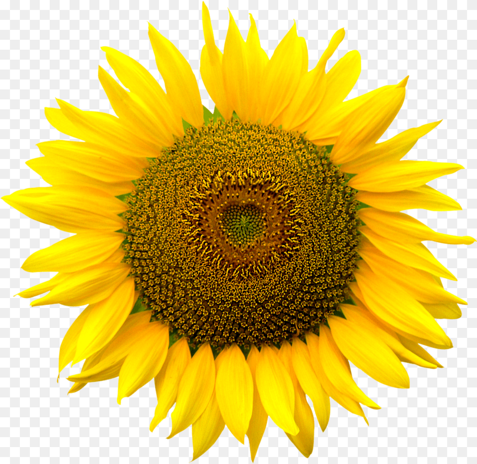 Sunflower Background Sunflower, Flower, Plant Free Png