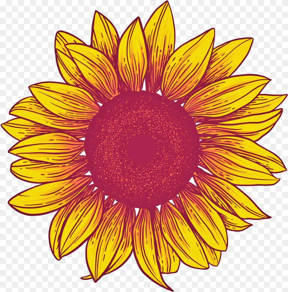 Sunflower Background Transparent Background Sunflower, Flower, Plant Png