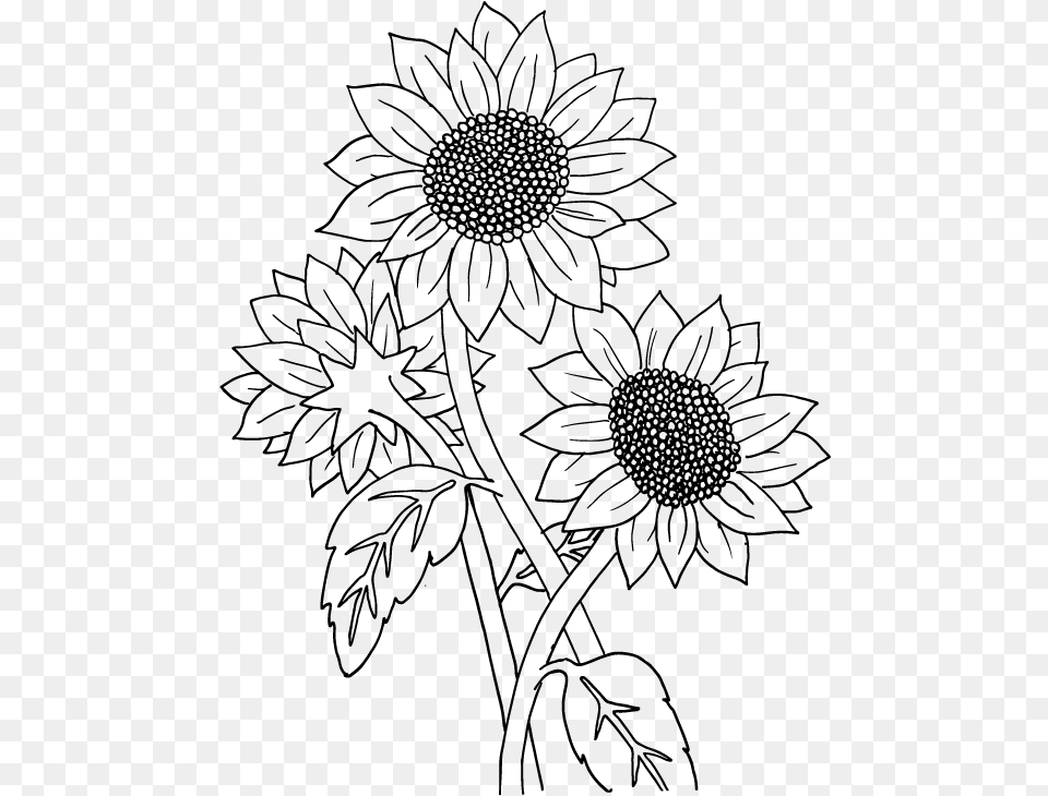 Sunflower Black And White, Gray Png