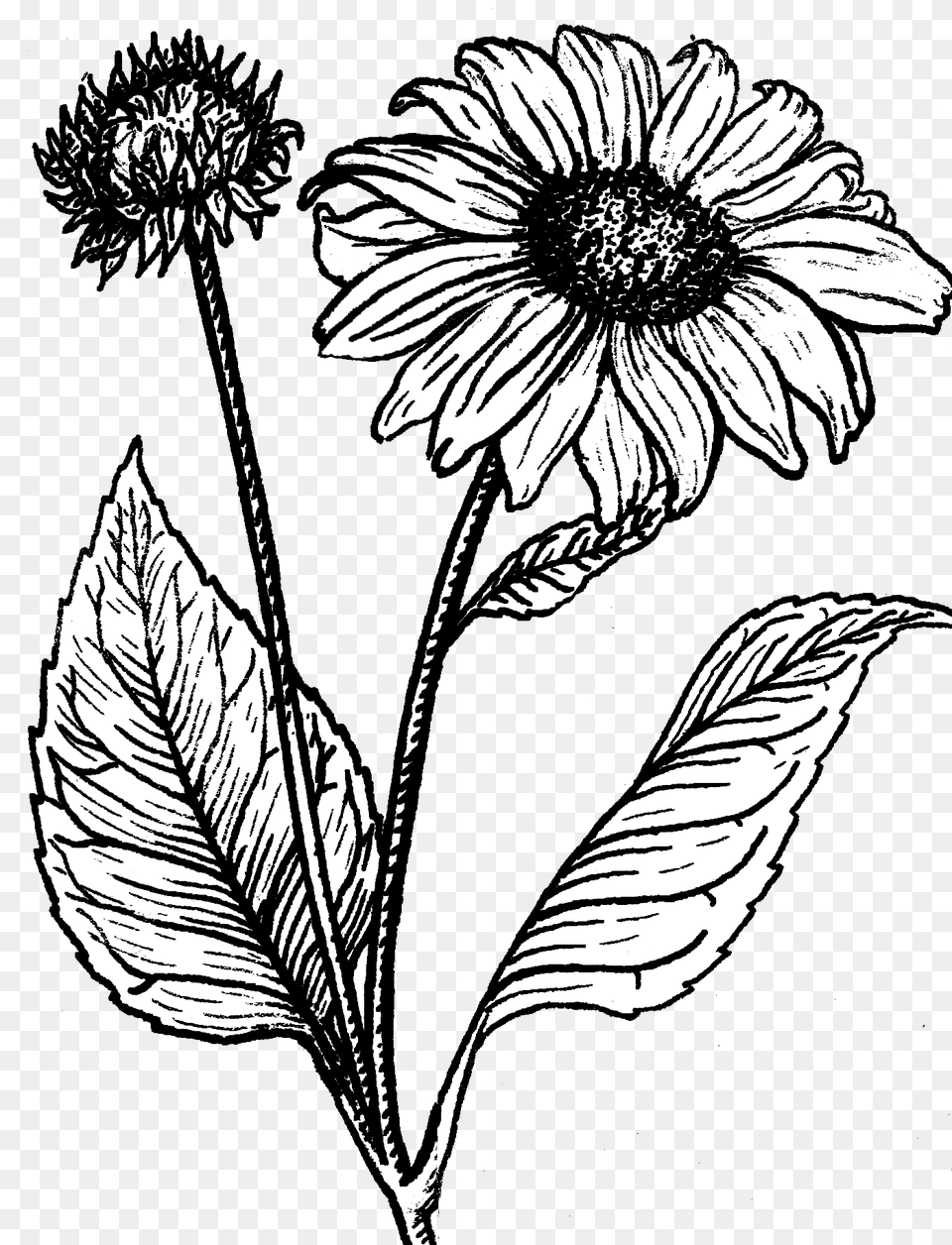 Sunflower Black And White Line Drawing Sunflower, Art, Daisy, Flower, Plant Png Image
