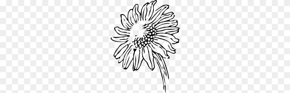 Sunflower Black White Line Art Tattoo Tatoo Variety, Daisy, Flower, Plant, Drawing Png