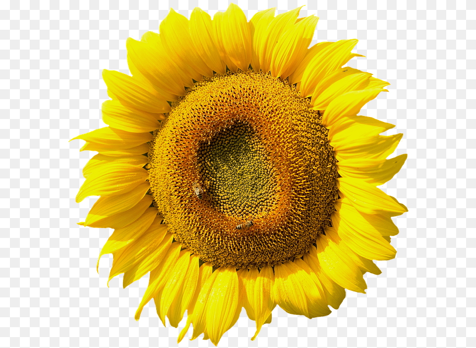 Sunflower Blossom Bloom Summer Yellow Nature Hoa Huong Duong, Flower, Plant Free Transparent Png