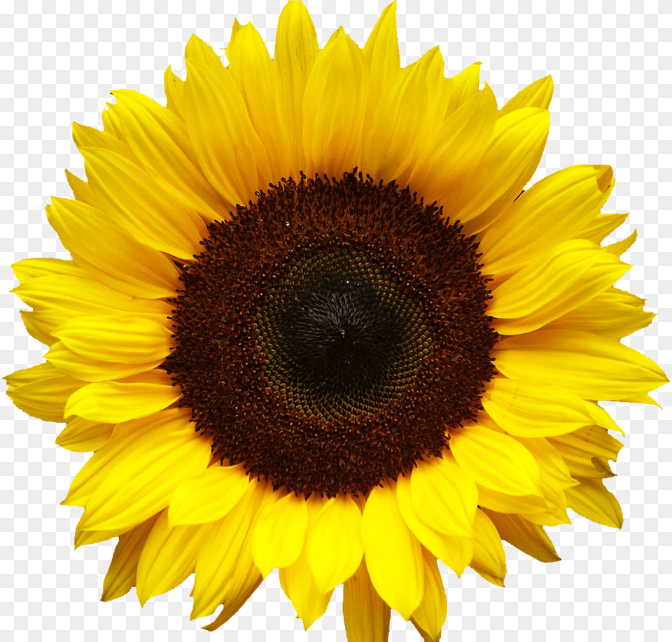 Sunflower Border Png Image