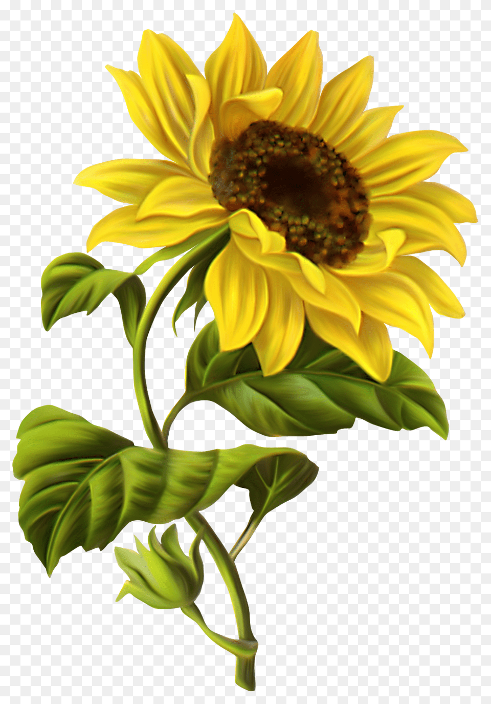 Sunflower Border Clip Art, Flower, Plant Png Image