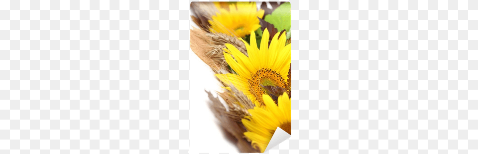 Sunflower Border With Barley And Colorful Leaves Wall Stock Photography, Flower, Plant, Flower Arrangement, Flower Bouquet Png Image