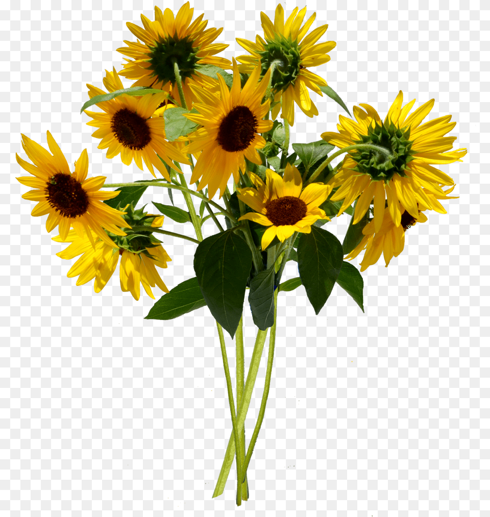 Sunflower Bouquet Stock By Annamae Sunflower Bouquet Cliparts, Flower, Flower Arrangement, Plant, Flower Bouquet Free Png Download