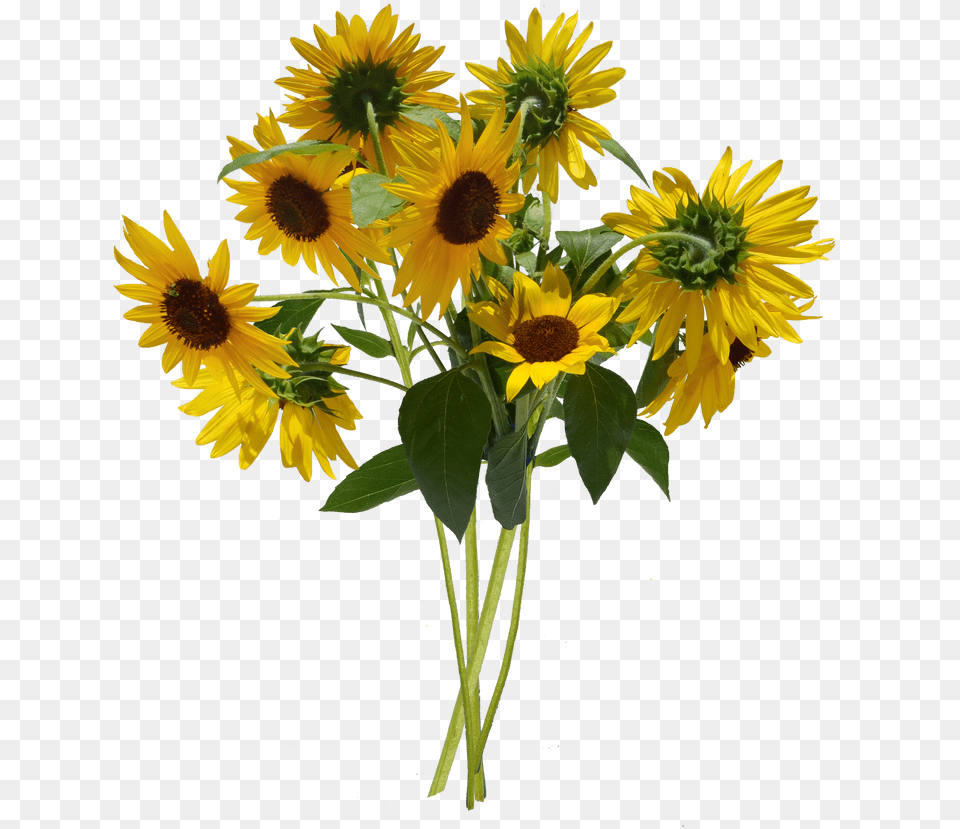 Sunflower Bunch Clip Art Bunch Of Sunflowers, Flower, Flower Arrangement, Plant, Flower Bouquet Free Transparent Png