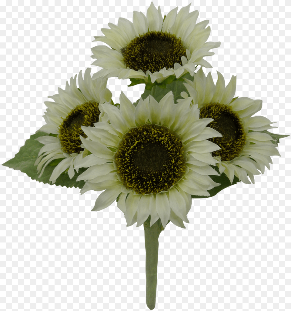 Sunflower Bush Cream 4 Bouquet, Daisy, Flower, Plant, Flower Arrangement Free Png Download
