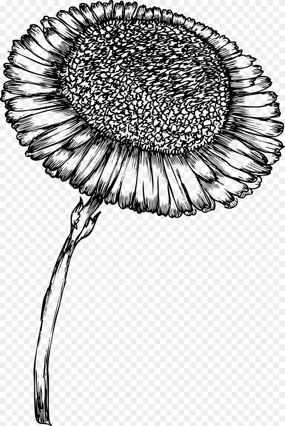 Sunflower Bw Clip Design Wood Print Wood Print Laser Drawing, Gray Free Png