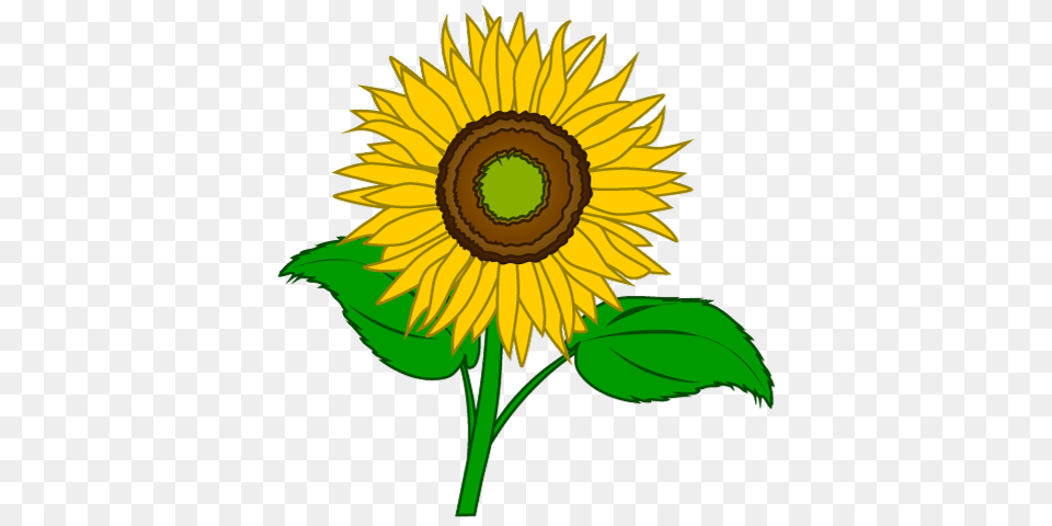 Sunflower Cartoon Clipart Graphics, Flower, Plant Free Png