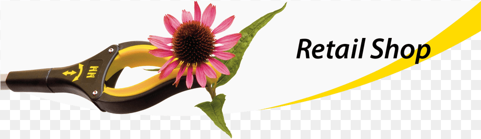 Sunflower Cartoons Gordon Research Conferences, Daisy, Flower, Plant, Petal Free Png