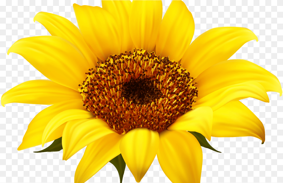 Sunflower Clear Background Sunflower, Flower, Plant, Pollen, Daisy Png Image